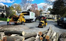 Best Tree Health Inspection  in San Fernando, CA