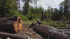 Best Emergency Tree Removal  in San Fernando, CA