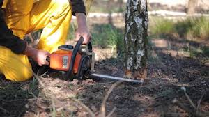 Best Commercial Tree Services  in San Fernando, CA