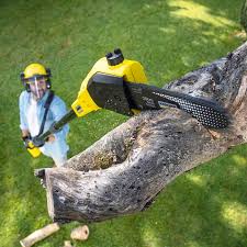 Best Arborist Consultation Services  in San Fernando, CA