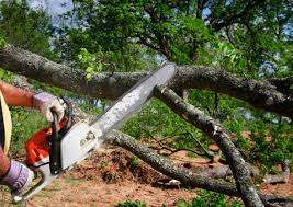 Best Emergency Tree Removal  in San Fernando, CA