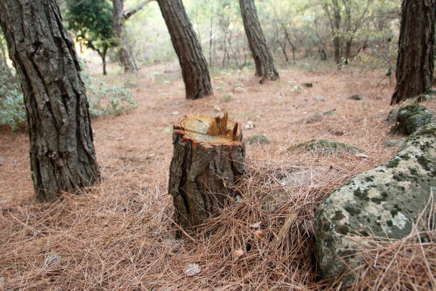 Best Storm Damage Tree Cleanup  in San Fernando, CA