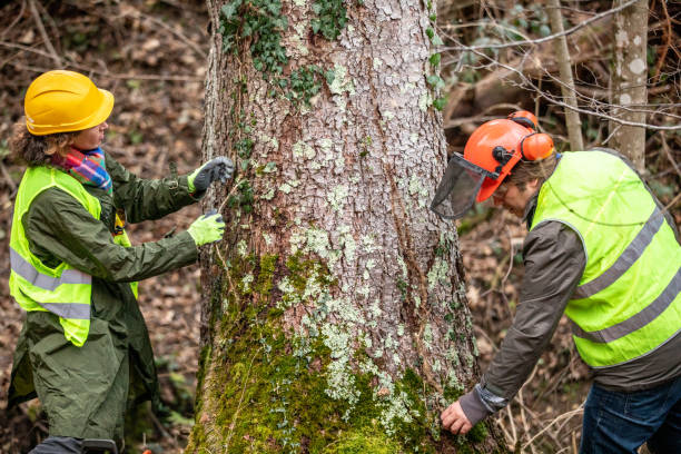 Best Tree Cabling and Bracing  in San Fernando, CA