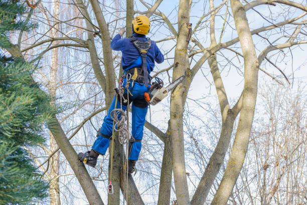 Best Pest Control for Lawns  in San Fernando, CA
