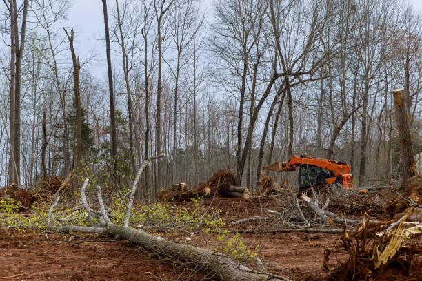 Best Root Management and Removal  in San Fernando, CA