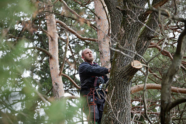 Best Tree Mulching  in San Fernando, CA