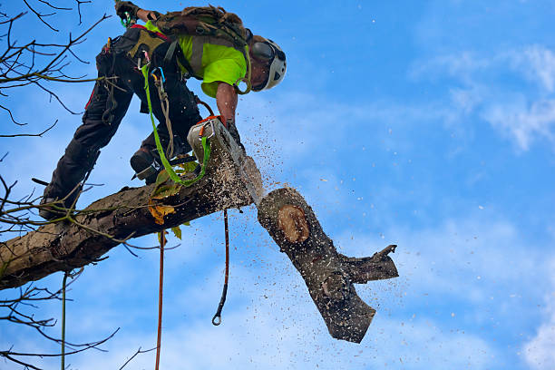 Best Tree Risk Assessment  in San Fernando, CA