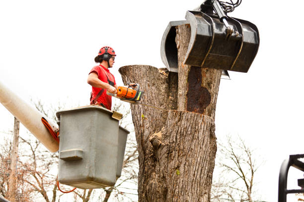 How Our Tree Care Process Works  in  San Fernando, CA