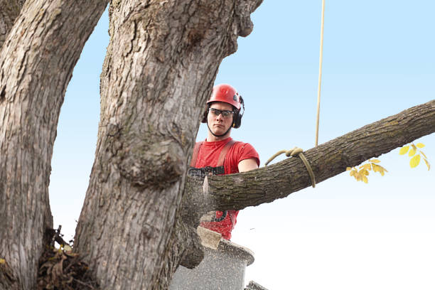 San Fernando, CA Tree Care Company